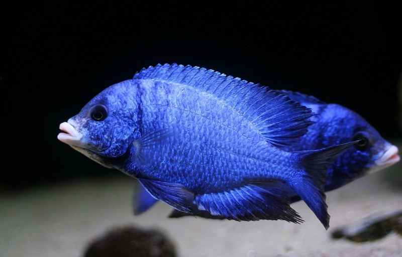 Placidochromis phenochilus 'Mdoka Reef'
